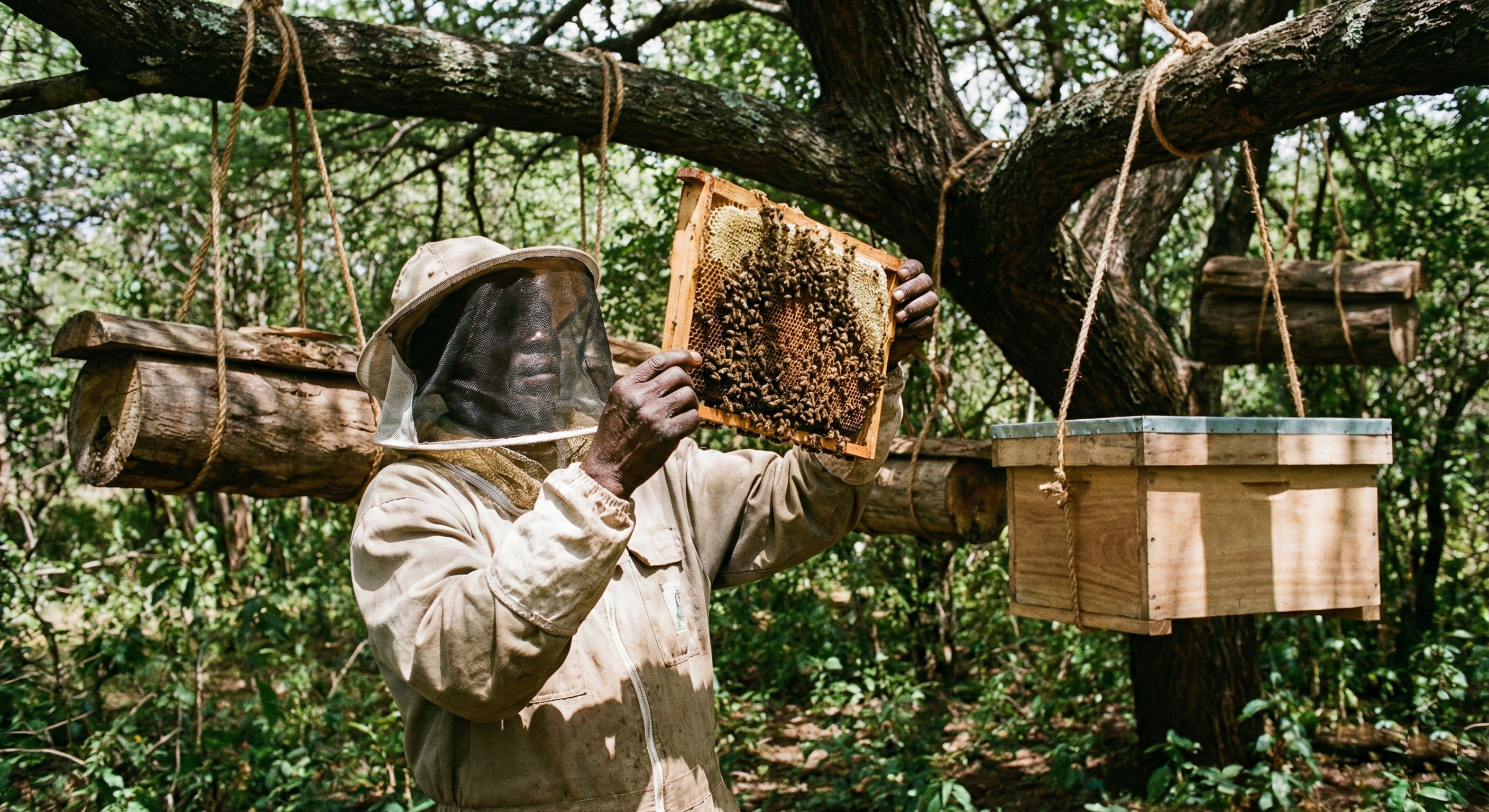 The Bees are Back: How Apiaries are Protecting Forests